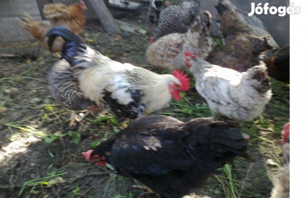 Itáliai kakasok eladók