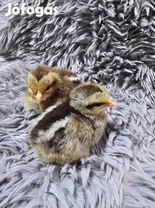 Itáliai napos csibe