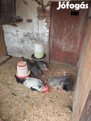 Itáliai tenyéssz tojás eladó