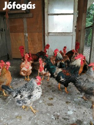 Itáliai tenyész eladó