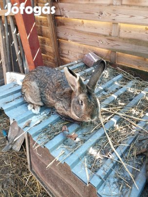 Ivarérett hím nyúl eladó