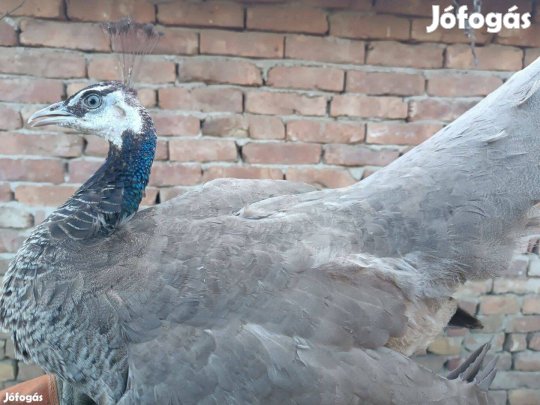 Ivarérett pávatyúk eladó