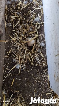 Ivaros néma kacsa tojás 