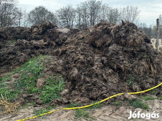 Ivott szarvasmarha trágya