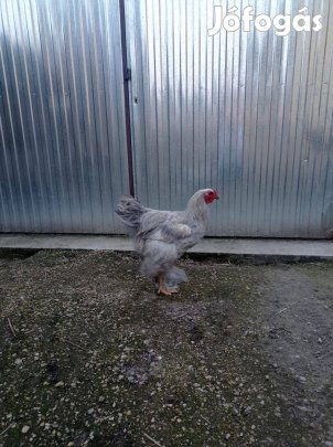 Izabell brahma kakas