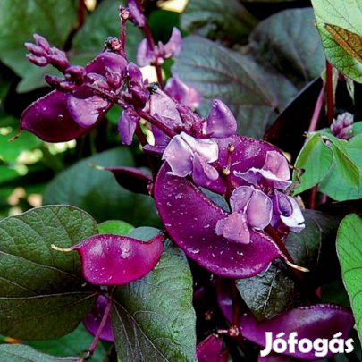 Jácintbab babmag lilavirágú ehetőbab