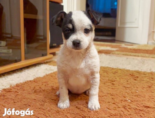 Jack russel terrier kiskutyák fajtatiszta jellegű
