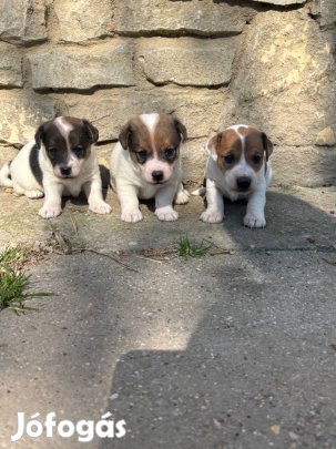 Jack russel terrier kölykök