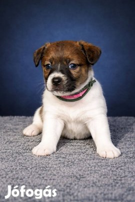 Jack russel terrier rövid szőrű kiskutyák