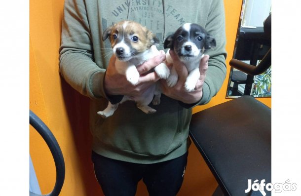 Jack russell terrier kiskutyák