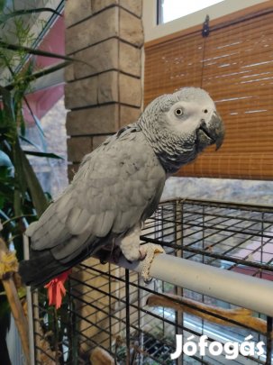 Jákó papagáj 