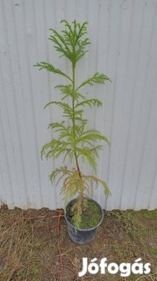 Japámciprus(cryptomeria)kont. eladó