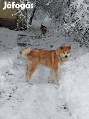 Japán Akita jellegű kan kutyus fedezne
