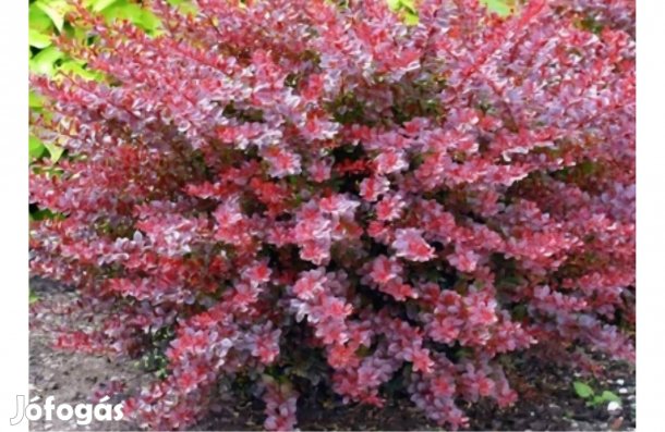 Japán Borbolya Berberis Thunbergii
