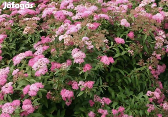 Japán Gyóngyvessző-Spirea japonica Little Princess