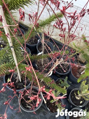 Japán Juhar különféle atropurpureum