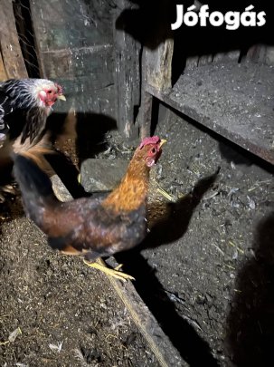 Japán , törpe kakas