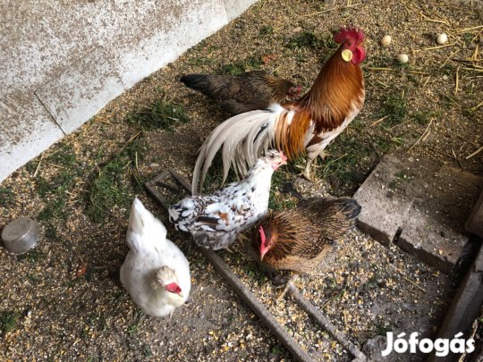 Japán, főnix tyúkok, kakas