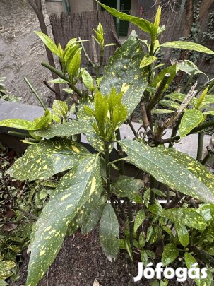 Japán babérsom (extra nagy tövek) árnyékos helyre eladó