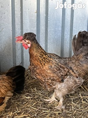 Japán csalad eladó!