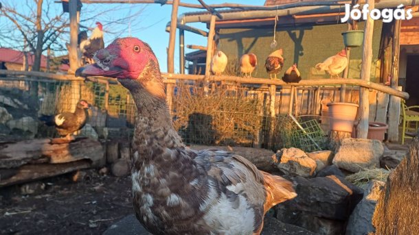 Japán csirke, néma kacsa repülne!8