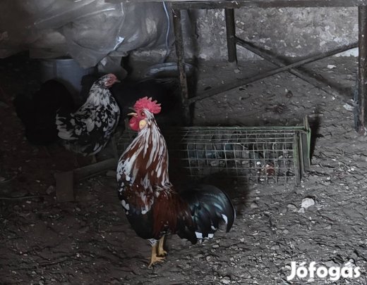 Japán csirkék eladók