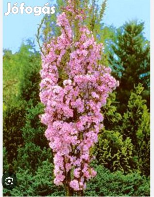 Japán díszcseresznye 