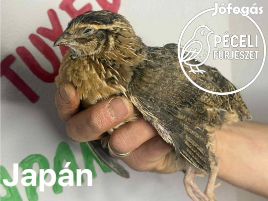 Japán fürj tojás keltetésre