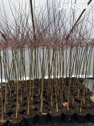 Japán fűz 'Hakuro Nishiki'