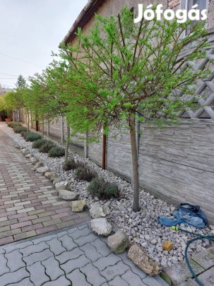 Japán fűz (Salix 'Hakuro-Nishiki')