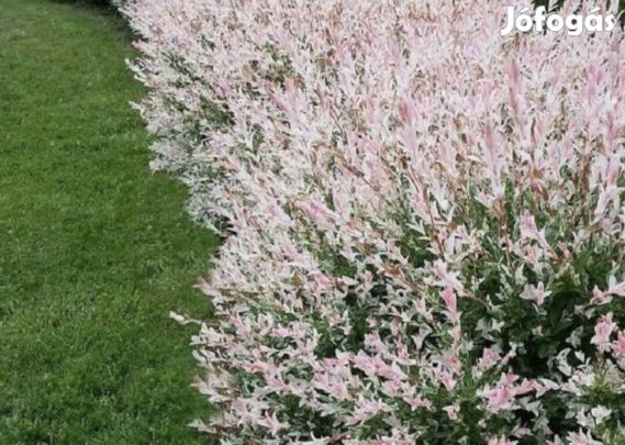 Japán füz, Salix integra Hakura Nishiki
