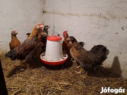 Japán japi kakas, jérce eladó.