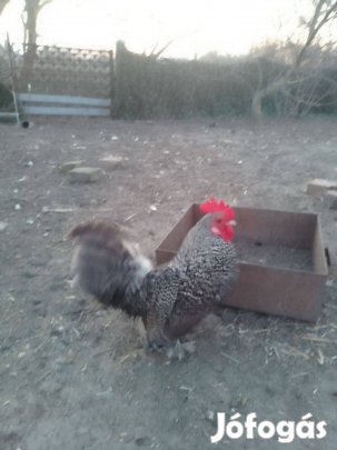 Japán japi kakasok eladók