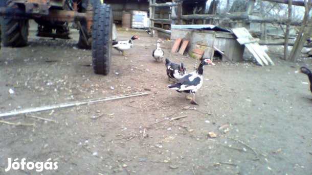 Japán kacsa tojók eladók