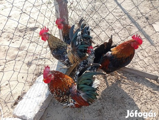 Japán kakas 4 db eladó !