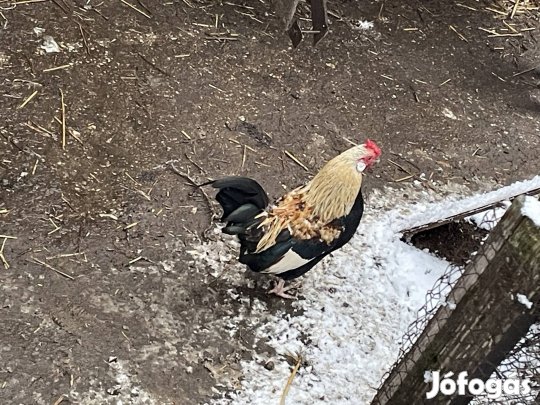 Japán kakas eladó