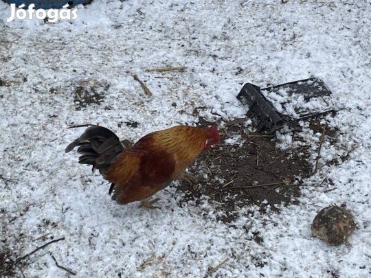 Japán kakas eladó 