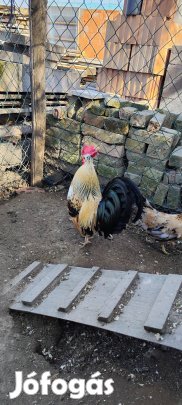 Japan kakas és tyúkja