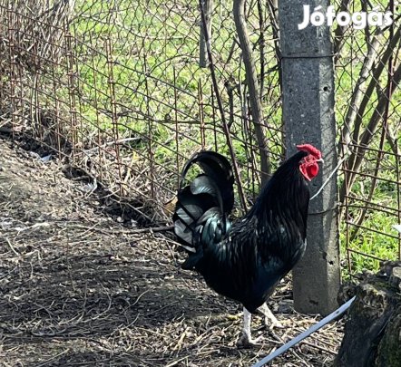 Japán kakas keresi párját 