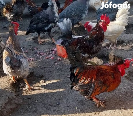 Japán kakasok (őszi kelesűek) eladók