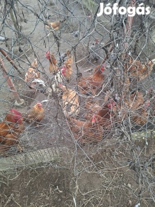 Japán kakasok, tyúkok és jércék eladók