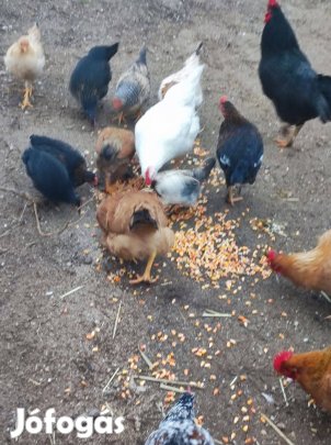 Japán kakasok eladóak !