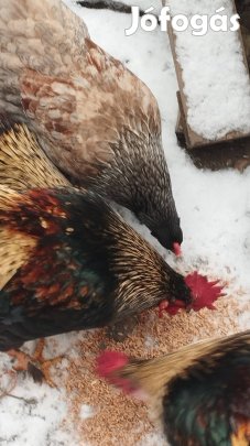 Japán kakasok eladók!