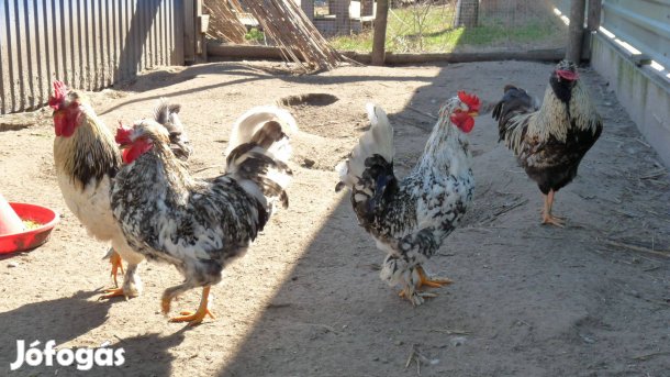 Japán kakasok eladók!