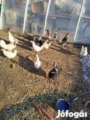 Japán kakasok eladók.