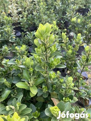 Japán kecskerágó!