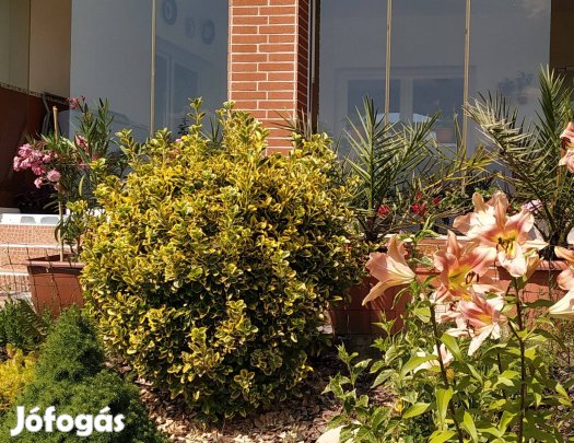 Japán kecskerágó, örökzöld cserje - erkélyünk és kertünk dísze