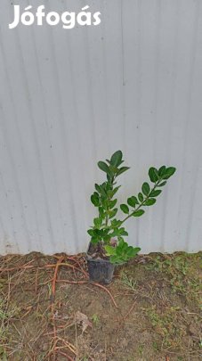 Japán kecskerágó kont eladó