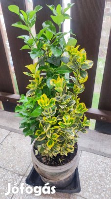 Japán kecskerago tövek Zuglóban eladó