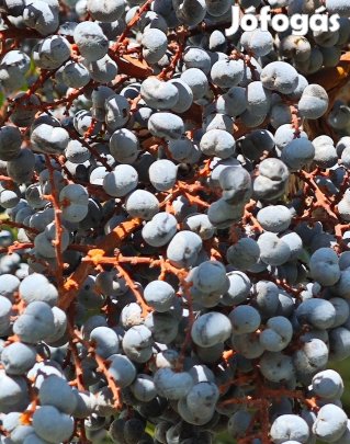 Japán kenderpálma magok